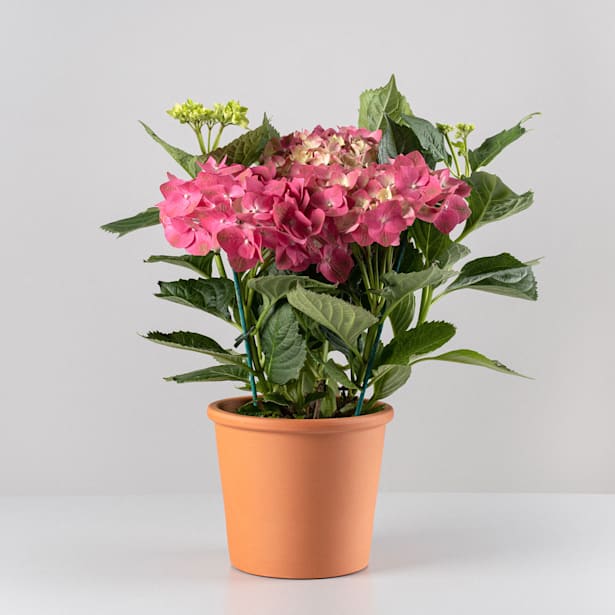 Hortensia de exterior roja (flor temprana)