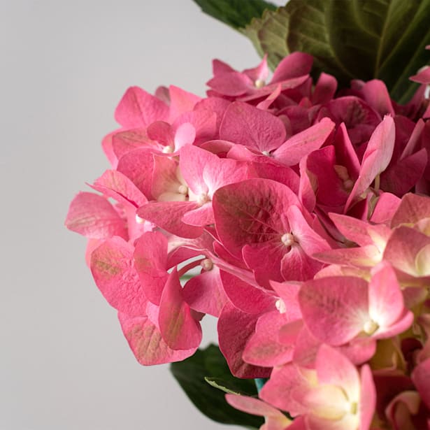 Hortensia de exterior roja (flor temprana)