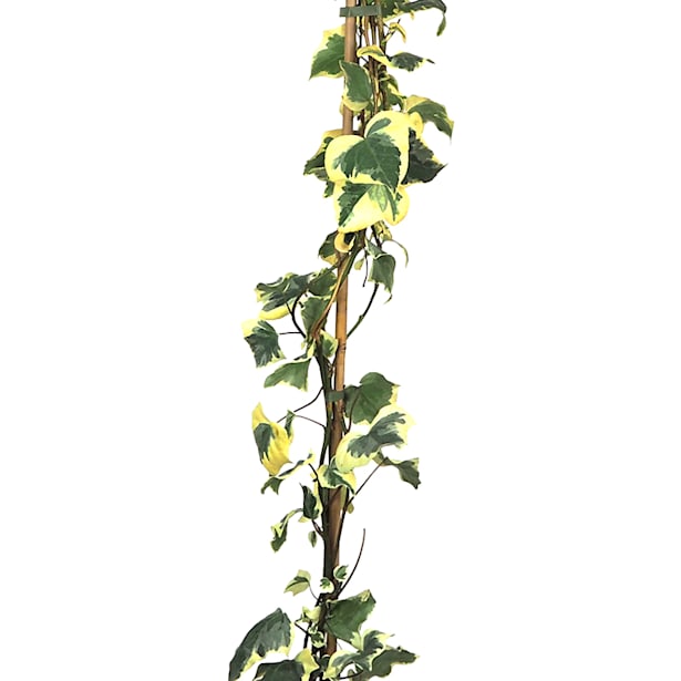 Hiedra "Gloria de Marengo" (hedera algeriensis)