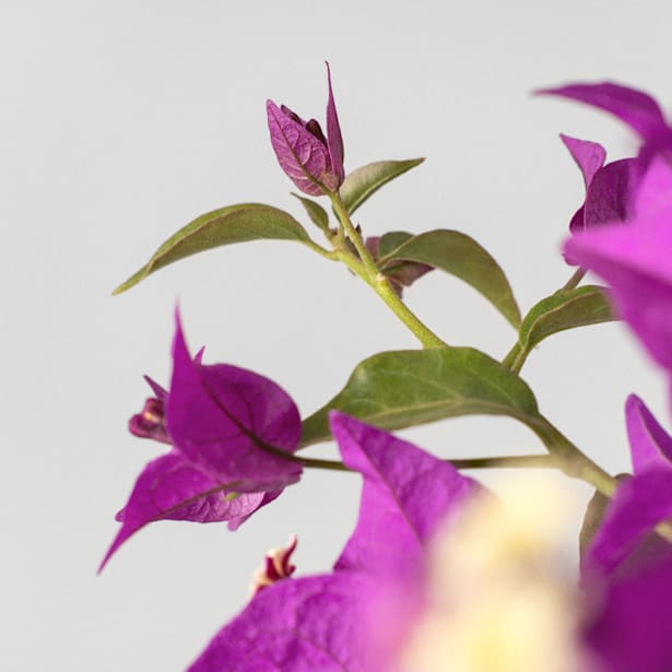 Bougainvillea glabra 'Alexandra'