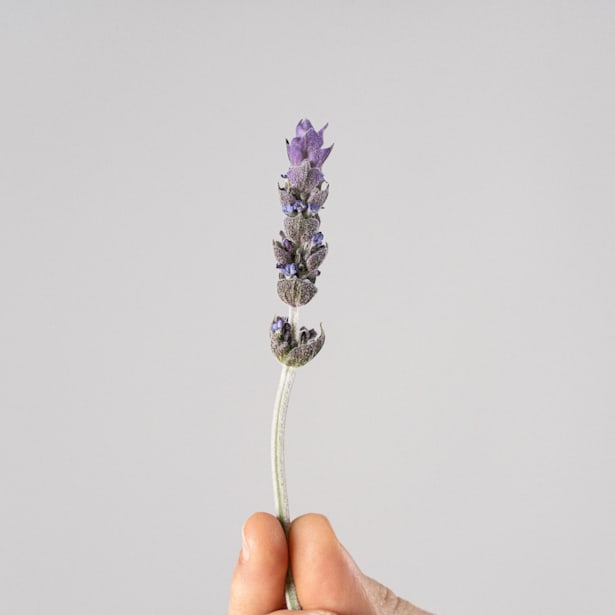 Lavanda Dentata - Planta aromática