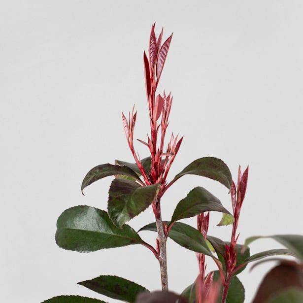 Fotinia fraseri 'Carré Rouge'