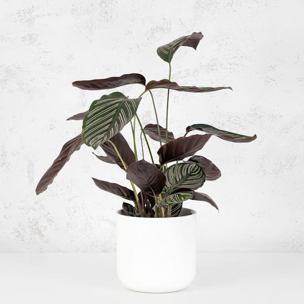 Calathea (especies variadas)