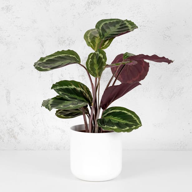 Calathea (especies variadas)