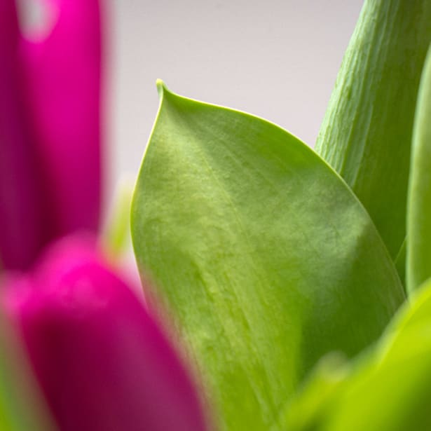 Ramillete de Tulipanes Morados