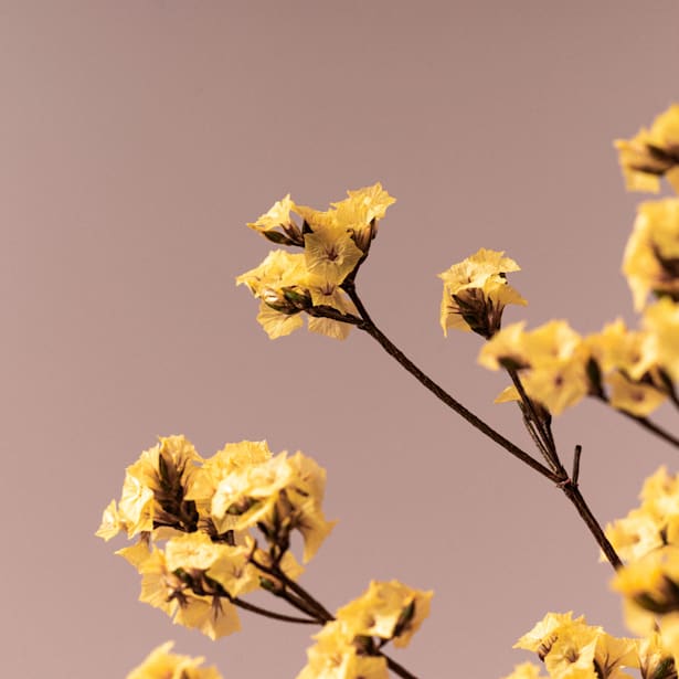 Ramillete Preservado de Limonium Amarillo