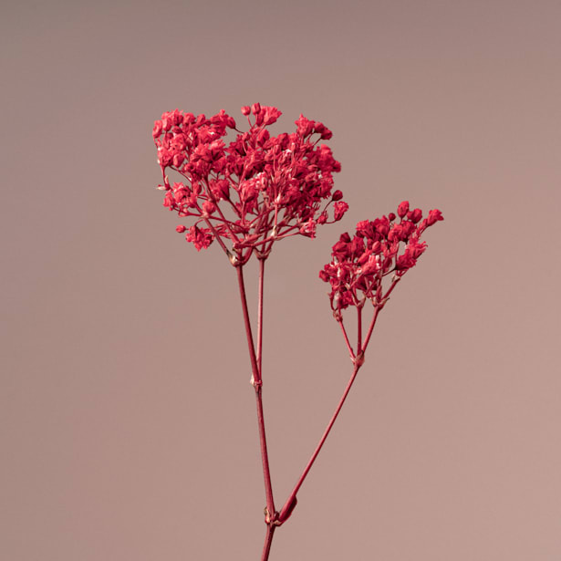 Ramillete Preservado de Paniculata Roja