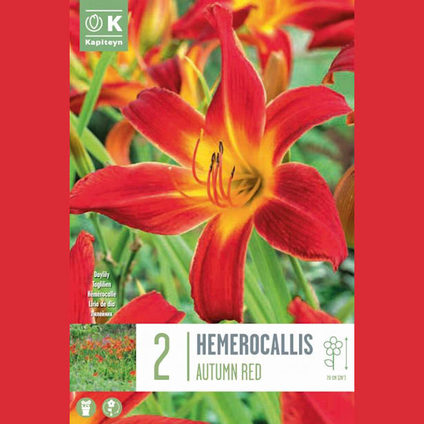 Bulbos Hemerocallis Autumn 2uds