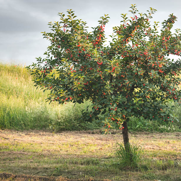 Cerezo "Burlat" (árbol frutal)