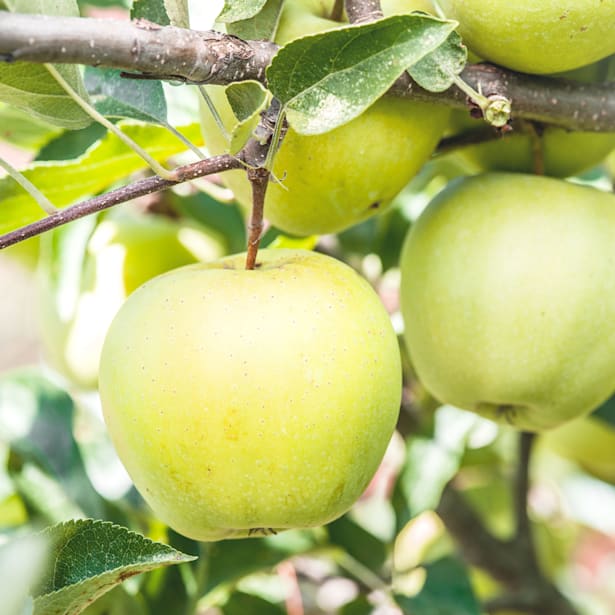 Manzano "Golden" (árbol frutal)