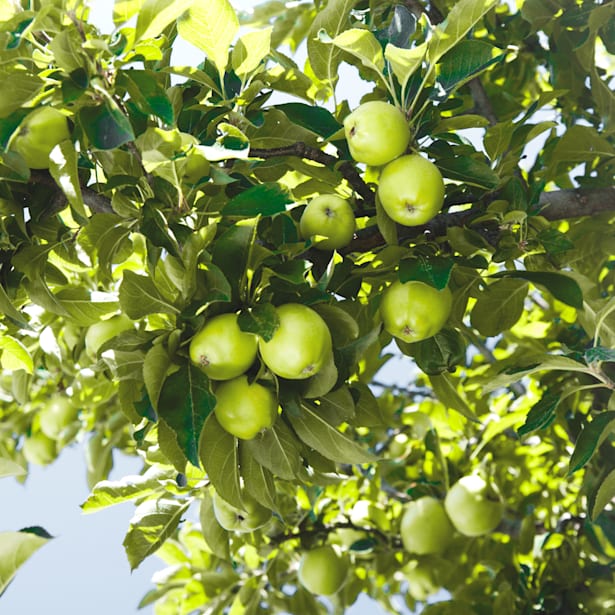 Manzano "Golden" (árbol frutal)