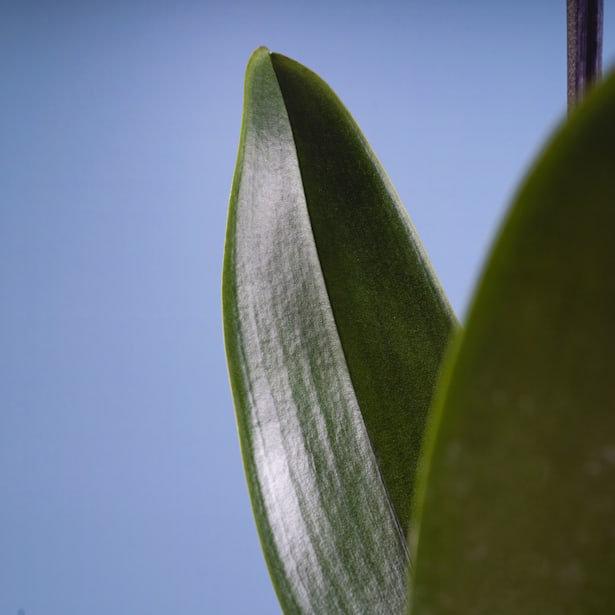 Orquídea Phalaenopsis 'Leeds'