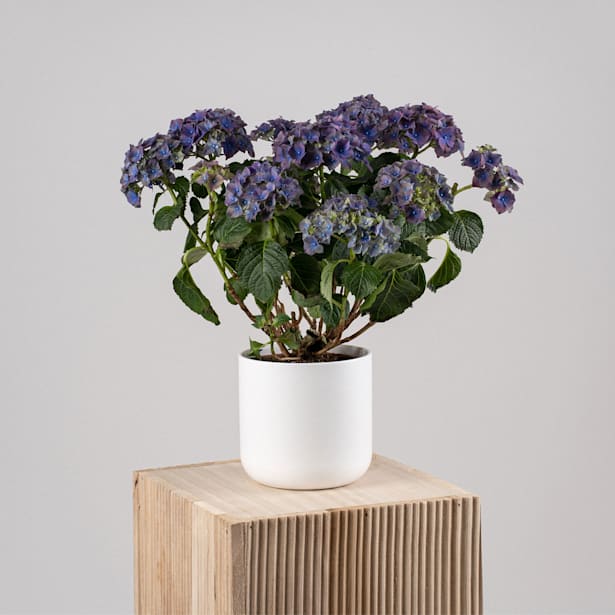 Hortensia de Interior lila