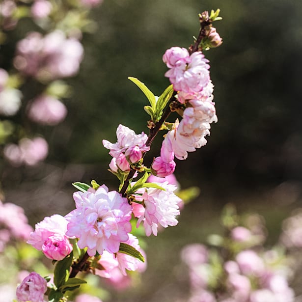 Prunus Glandulosa "Rosea Plena"