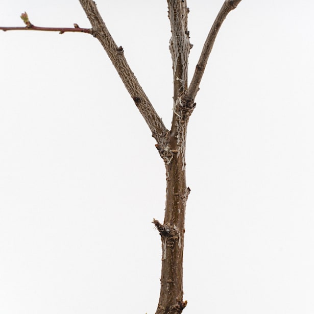 Prunus Glandulosa "Rosea Plena"