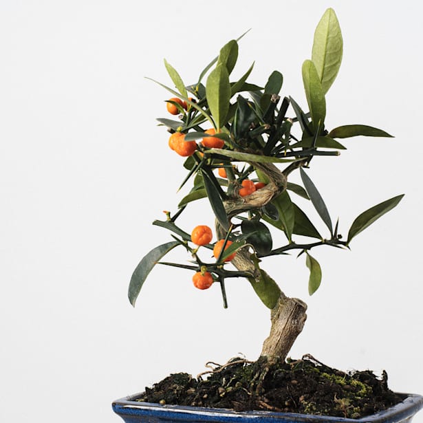 Bonsai Naranjo enano Kinzu (Citrus kinzu)