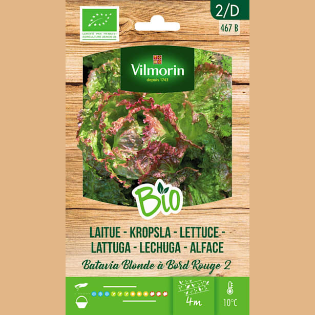 Semillas Lechuga de Batavia Rubia Bio Vilmorin