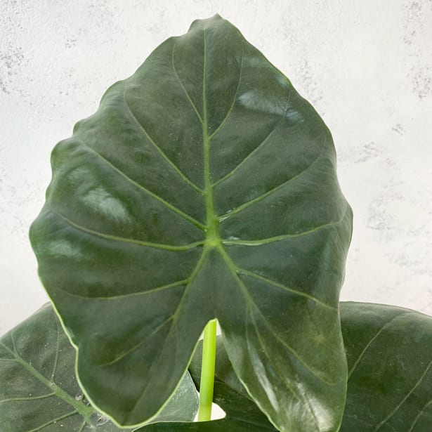 Alocasia wentii