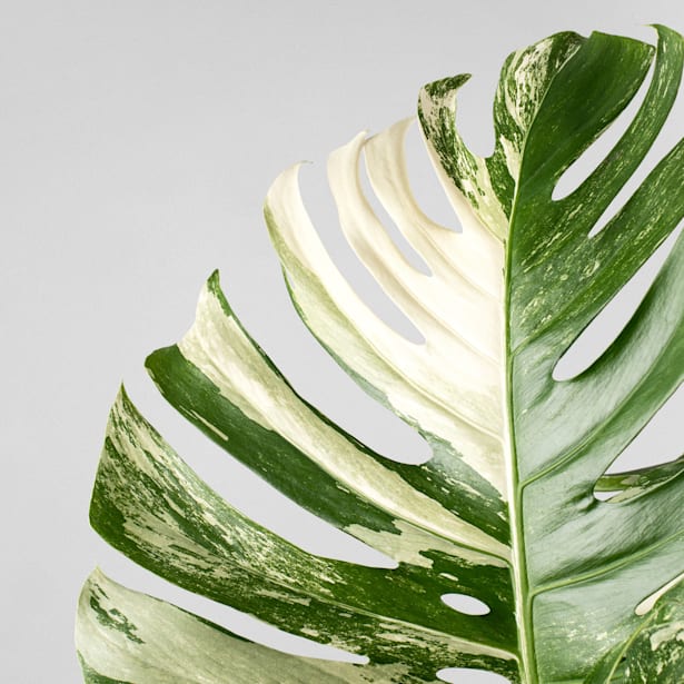 Monstera deliciosa 'Variegata'