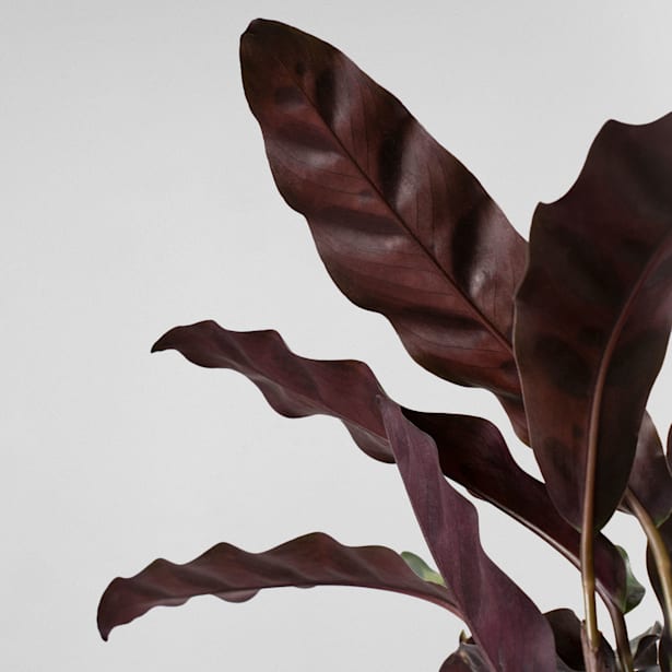 Calathea lancifolia Mini