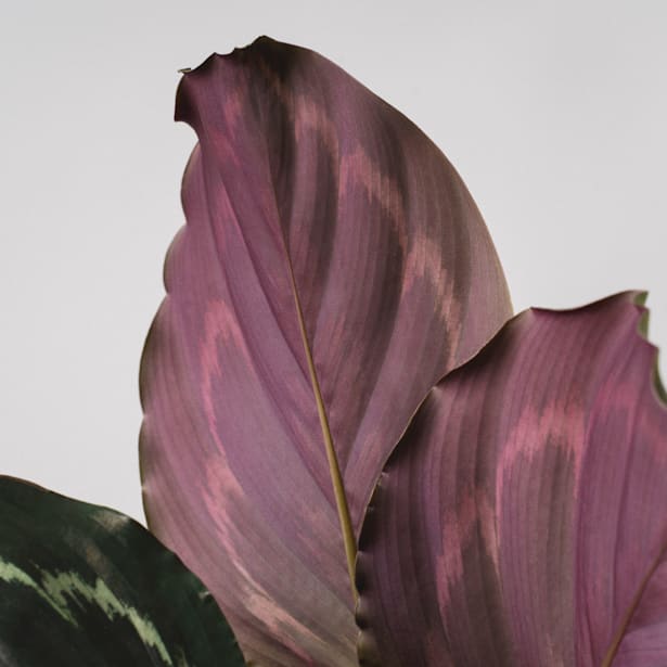 Calathea roseopicta 'Medallion'