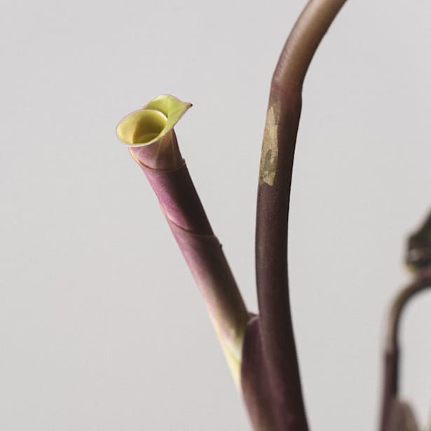 Calathea roseopicta 'Medallion'