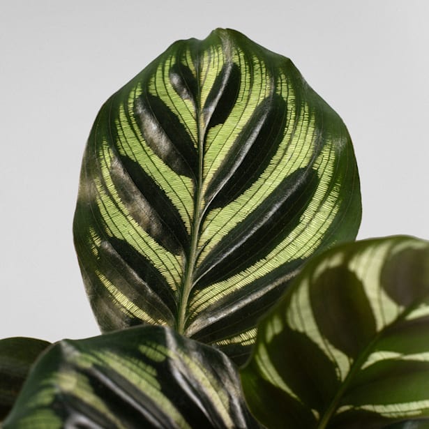 Calathea makoyana Mini