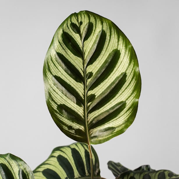 Calathea makoyana