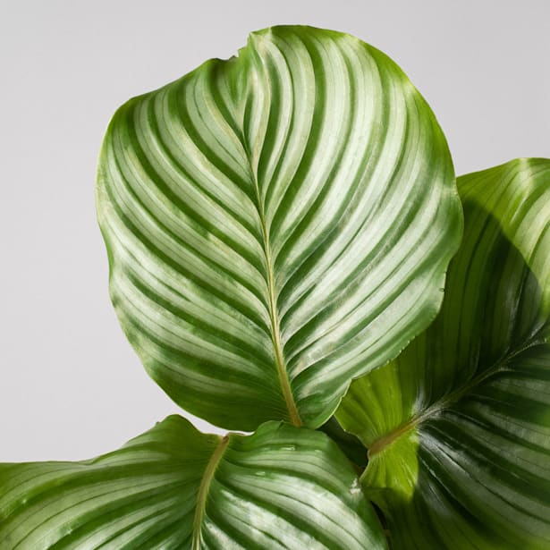 Calathea orbifolia