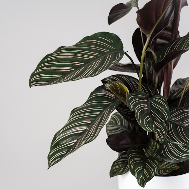 Calathea ornata 'Sanderiana'