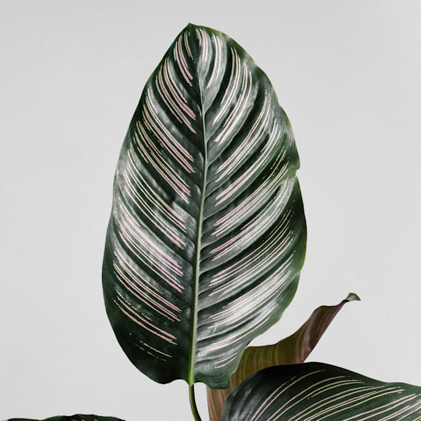 Calathea ornata 'Sanderiana'