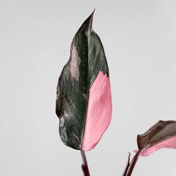 Philodendron erubescens 'Pink Princess'