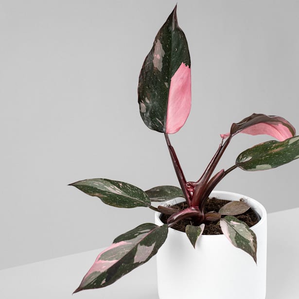 Philodendron erubescens 'Pink Princess'