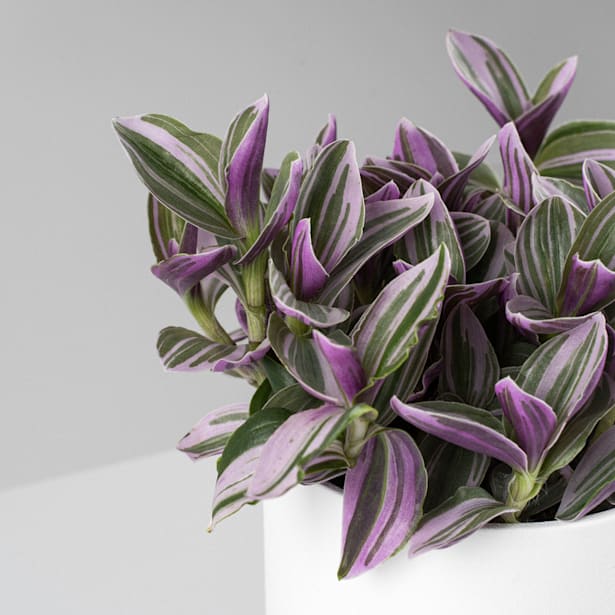 Tradescantia cerinthoides 'Sweetness'