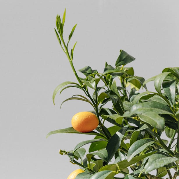 Kumquat (Citrus fortunella)