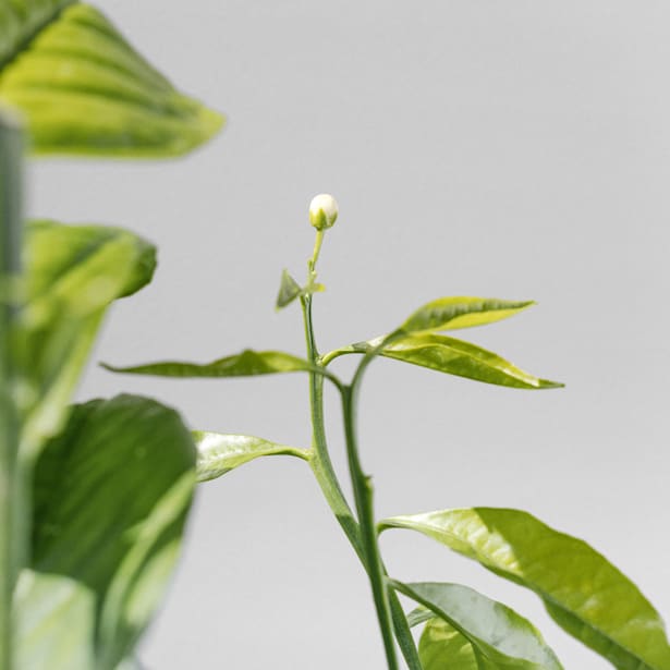 Naranjo (Citrus sinensis)