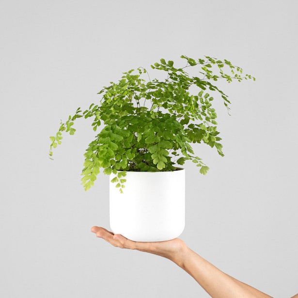 Helecho Adiantum raddianum 'Fragans'