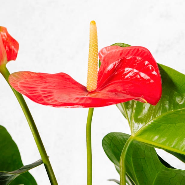 Anthurium 'Million Flowers Red'