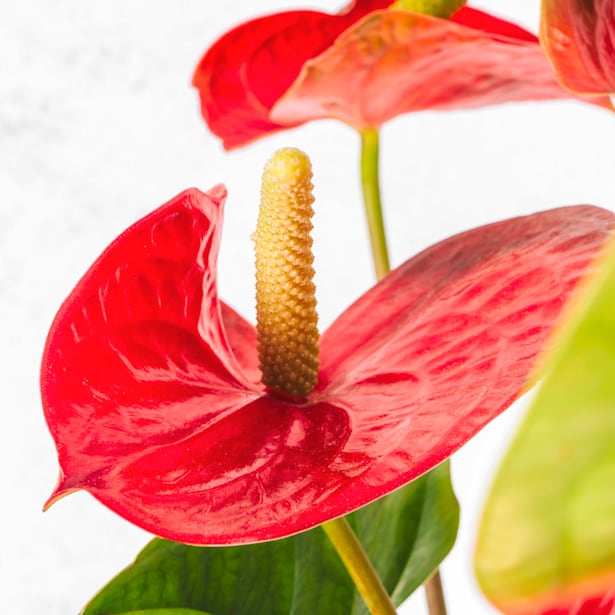 Anthurium 'Million Flowers Red'