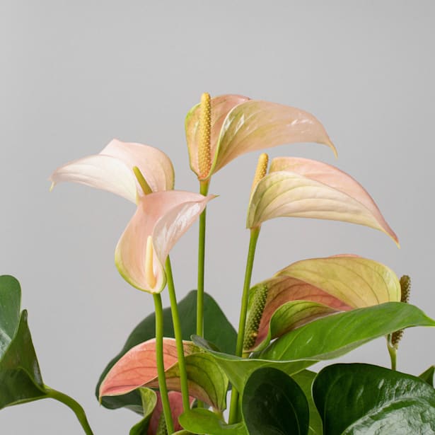 Anthurium 'Joli Peach'