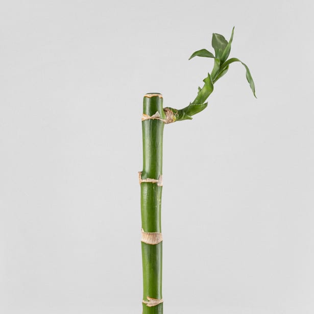 Bambú de la suerte (lucky bamboo)