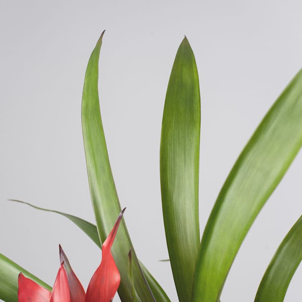 Guzmania 'Blitz'