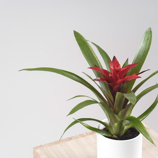 Guzmania 'Blitz'