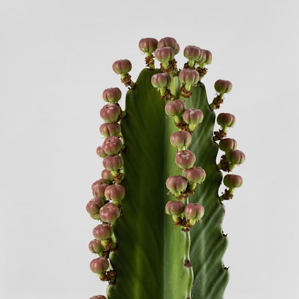 Euphorbia ingens