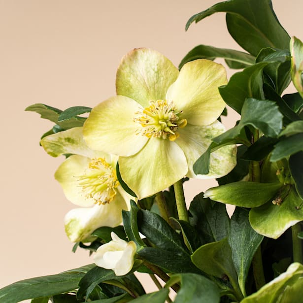 Eléboro de Navidad  (Helleborus niger)