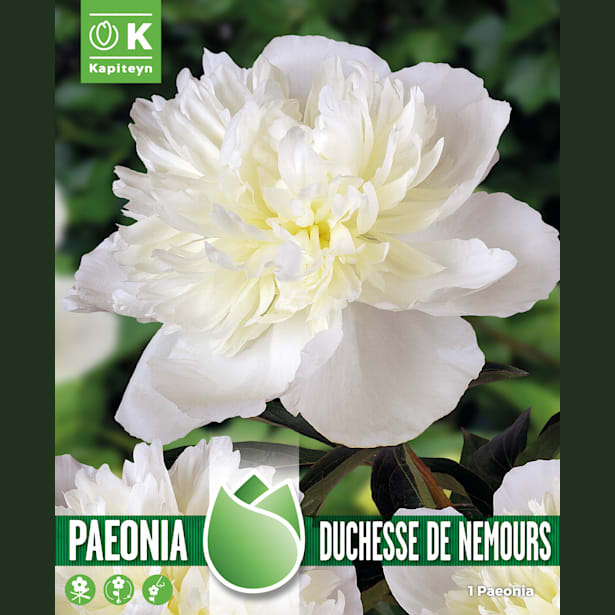 Bulbos de Paeonia 'Duchesse de Nemours'