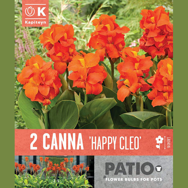 Bulbos de Canna indica 'Happy Cleo'