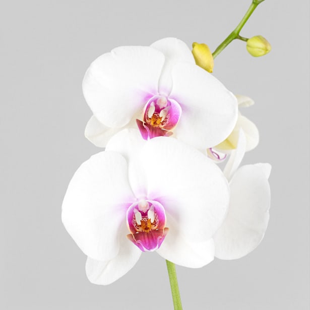 Orquídea Phalaenopsis 'Scarlion'