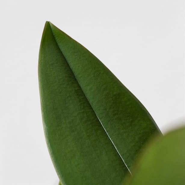 Orquídea Phalaenopsis 'Benny Lembongan'