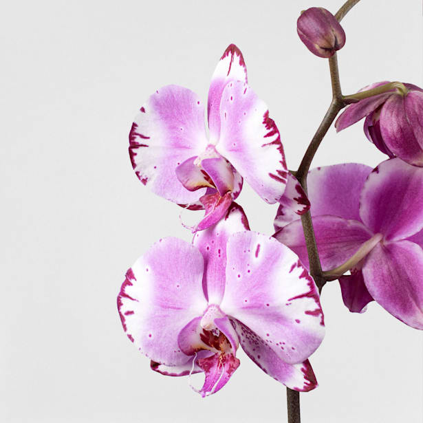 Orquídea Phalaenopsis 'Brother You'